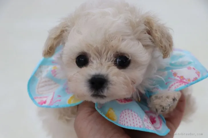 ID:1905-02394の子犬