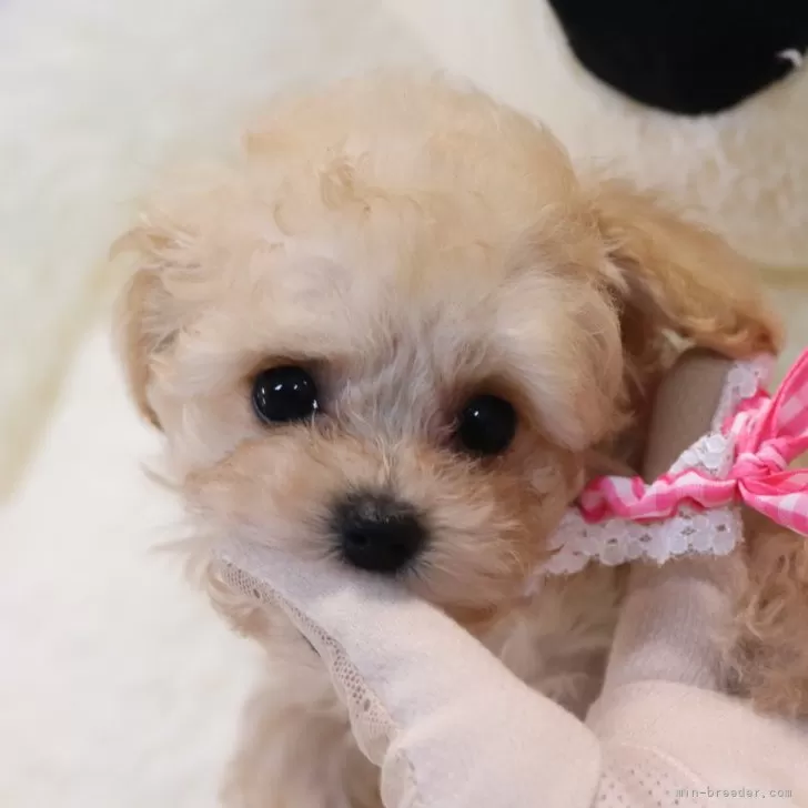 ID:2409-02119の子犬