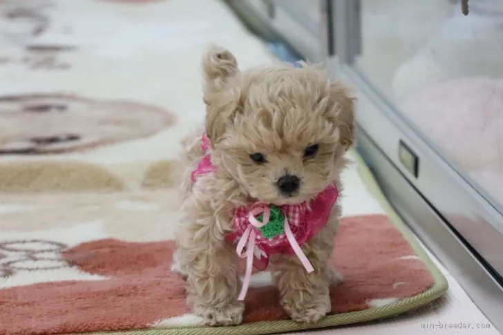 ID：2001-02391の子犬