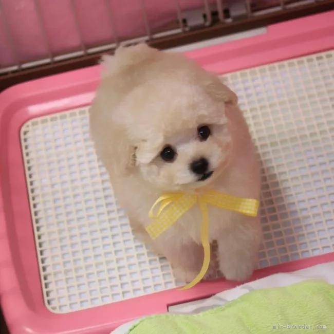calliope 様のお迎えした子犬