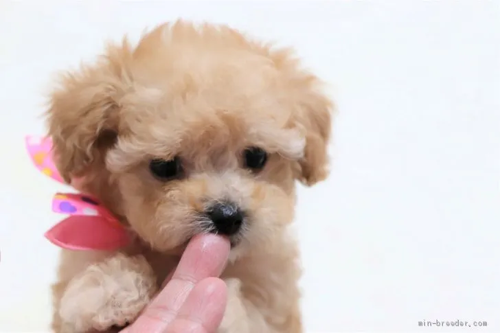 ID:2103-01515の子犬