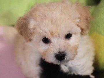 トイプードル(タイニー)【福岡県・男の子・2017年12月6日・クリーム(ホワイト)】の写真「小ぶりで人懐こい癒し系♡」