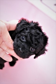 トイプードル(タイニー)【福岡県・女の子・2020年2月27日・ブラック】の写真「実物のかわい子ちゃんに会いに来てくださいね♡」