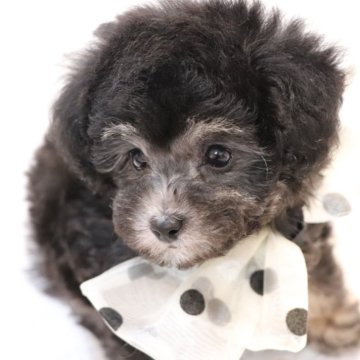 トイプードル(タイニー)【福岡県・男の子・2023年12月7日・シルバー&ホワイト】の写真「素敵なご縁がありますように♡♡♡」