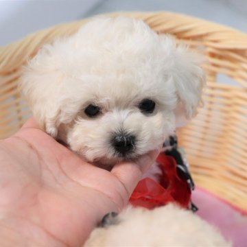 トイプードル(ティーカップ)【福岡県・男の子・2023年5月20日・ホワイト】の写真「素敵なご縁がありますように♡♡♡」