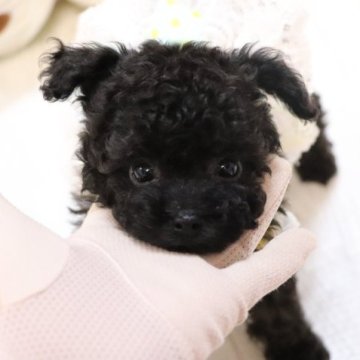 トイプードル(タイニー)【福岡県・女の子・2023年9月25日・ブラック】の写真「素敵なご縁がありますように♡♡♡」