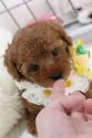タイニープードル【福岡県・男の子・2021年5月8日・レッド】の写真1