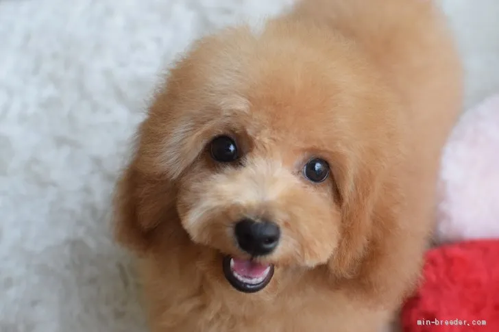 幸門様 様のお迎えした子犬