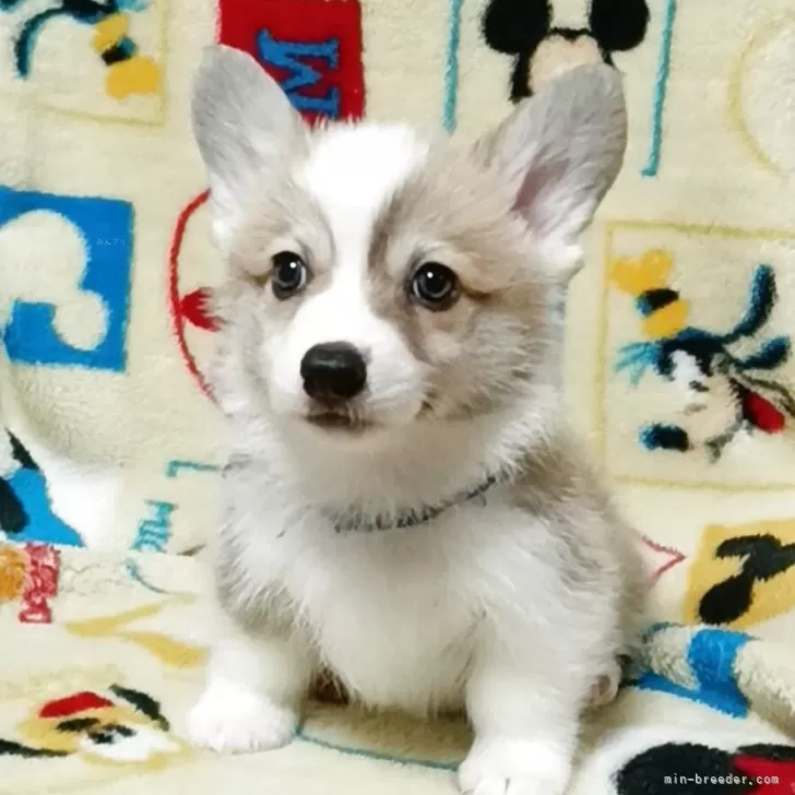 ID：2509-04647の子犬