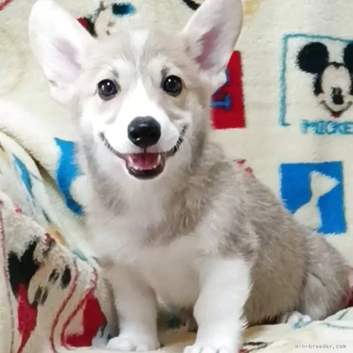 ID:2509-04646の子犬