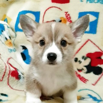 ウェルシュ・コーギー・ペンブローク【兵庫県・男の子・2025年10月4日・レッド&ホワイト】の写真「ママはJKCチャンピオン　DM遺伝子証明書付き」