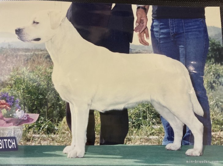 JKCチャンピオン(Labrador Retriever)｜高田　幸子(たかだ　さちこ)ブリーダー(岐阜県・柴犬など・JKC登録)の紹介写真4