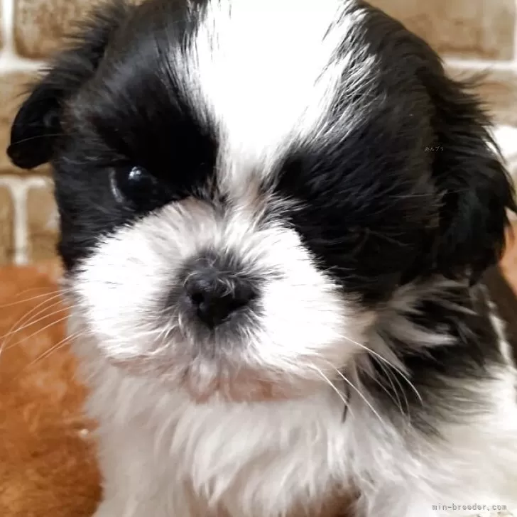 こっぴー 様のお迎えした子犬