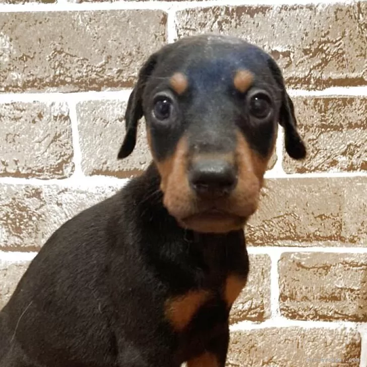 Y.S 様のお迎えした子犬