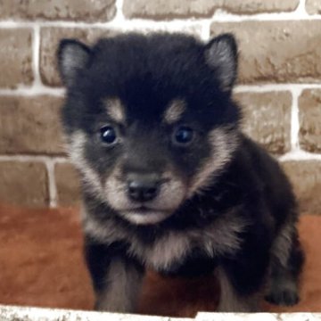 豆柴【岐阜県・男の子・2025年8月1日・黒】の写真「可愛い💕黒豆くん」