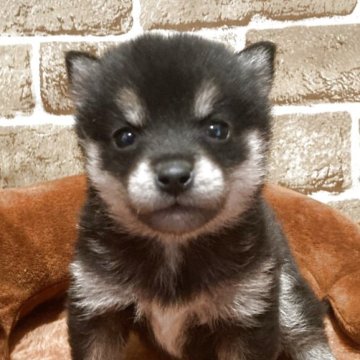 柴犬(豆柴)【岐阜県・女の子・2025年9月23日・黒】の写真「可愛い💕黒豆ちゃん」