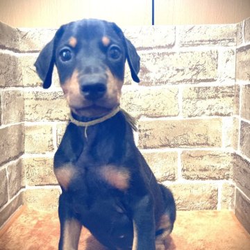 ドーベルマン【岐阜県・女の子・2025年8月25日・ブラック&タン】の写真「可愛い女の子💕」