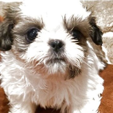シーズー【岐阜県・女の子・2025年10月28日・ゴールド&ホワイト】の写真「可愛い女の子💕」