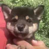 豆柴