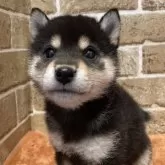 豆柴
