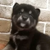 豆柴