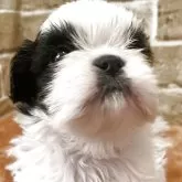 シーズー【岐阜県・男の子・2025年10月5日・ホワイト&ブラック】の写真1