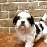 シーズー【岐阜県・男の子・2025年10月5日・ホワイト&ブラック】の写真2