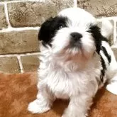 シーズー【岐阜県・男の子・2025年10月5日・ホワイト&ブラック】の写真3