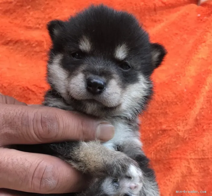 ずみ 様のお迎えした子犬