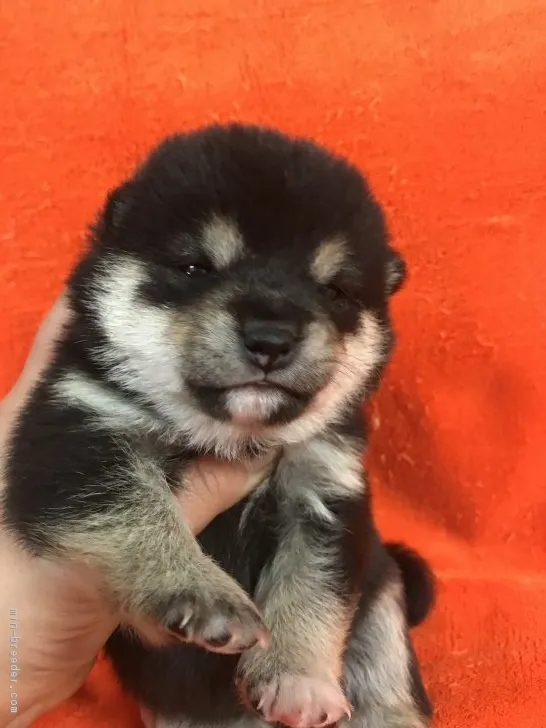 ID:1901-01590の子犬