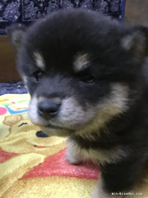 Y.T 様のお迎えした子犬