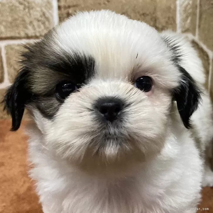 ID：2409-07206の子犬