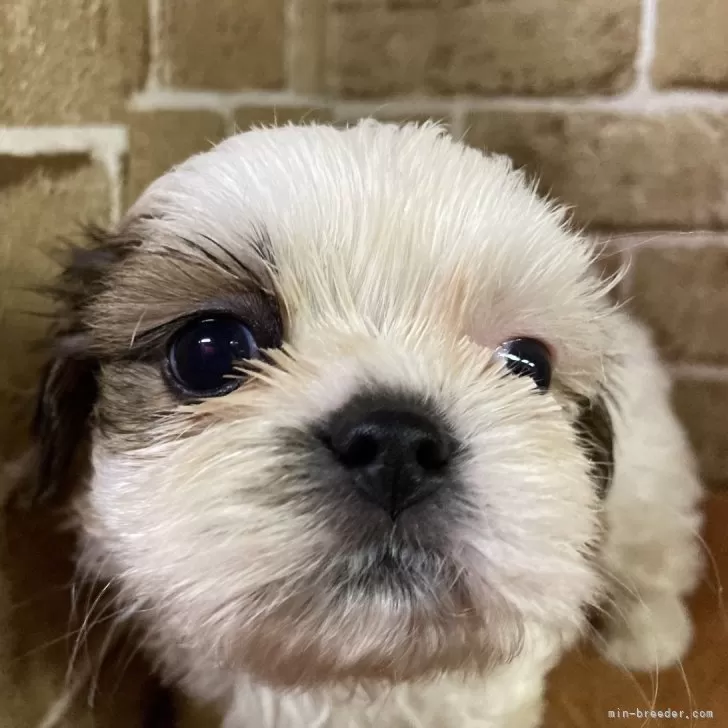草もち 様のお迎えした子犬
