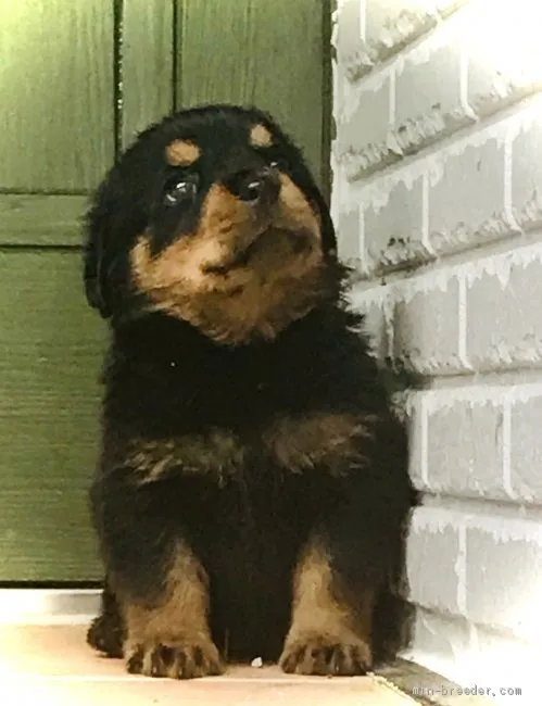 ID：2007-02262の子犬