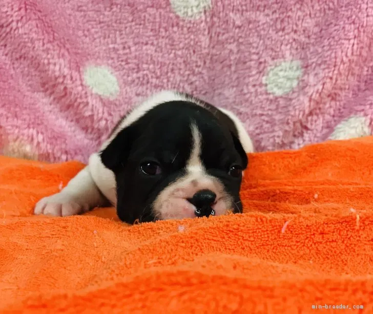 ID：2002-02718の子犬