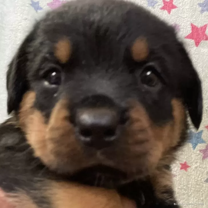 ID:2407-08132の子犬