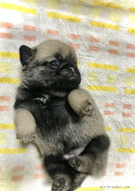 ODY 様のお迎えした子犬