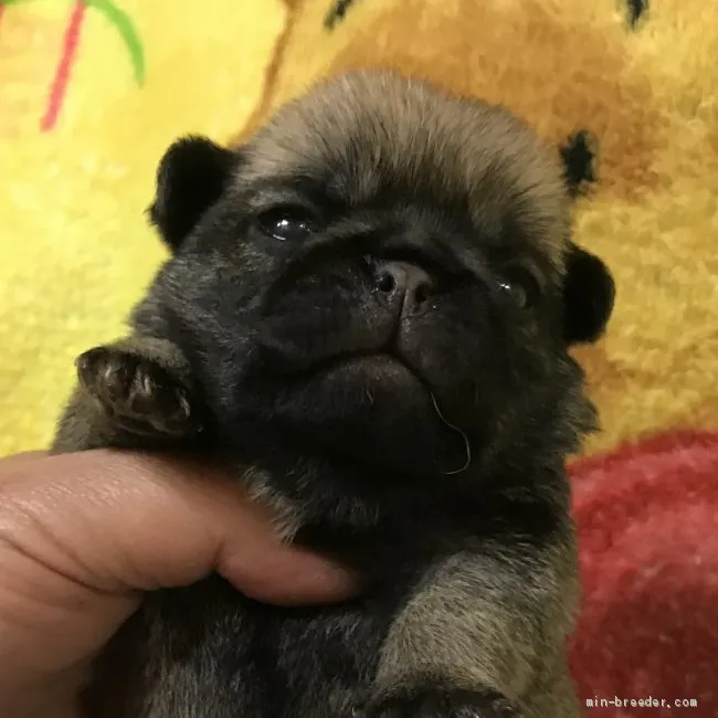 T.A 様のお迎えした子犬