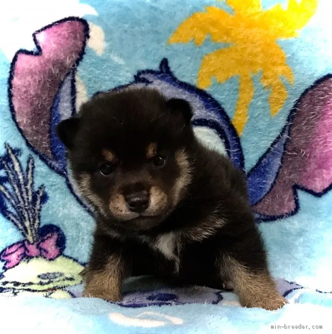 ID：2008-00271の子犬