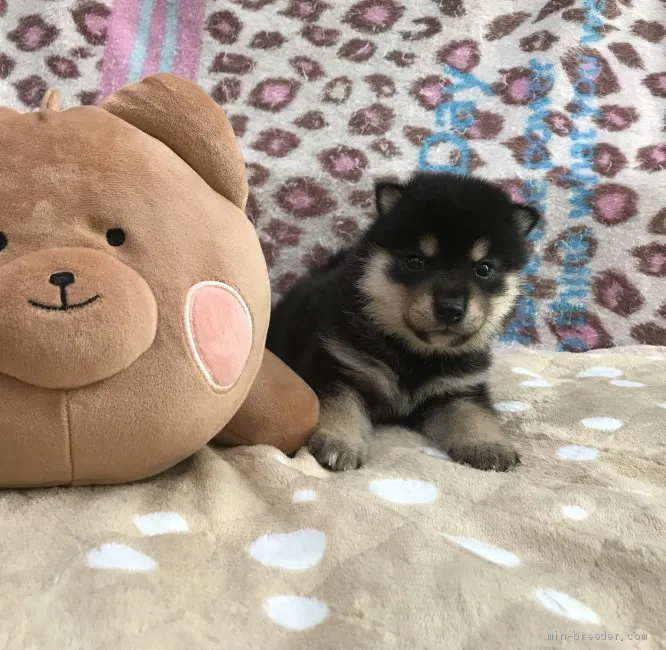 ID：1907-01791の子犬