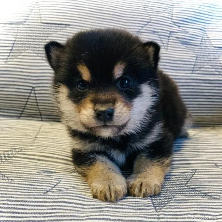 ID:2212-03447の子犬