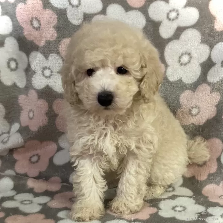 ID：2407-06871の子犬
