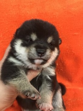 柴犬(豆柴)【岐阜県・女の子・2018年12月24日・黒】の写真「両親豆柴認定犬の子犬です」