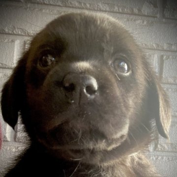 ラブラドールレトリバー【岐阜県・男の子・2024年1月6日・ブラック】の写真「可愛い男の子💕」