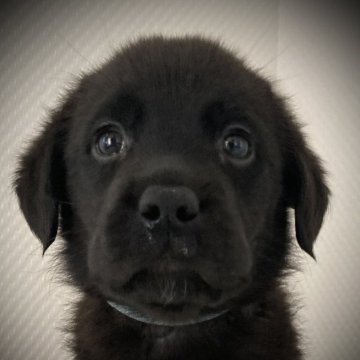 ラブラドールレトリバー【岐阜県・男の子・2024年1月6日・ブラック 】の写真「可愛い男の子💕」