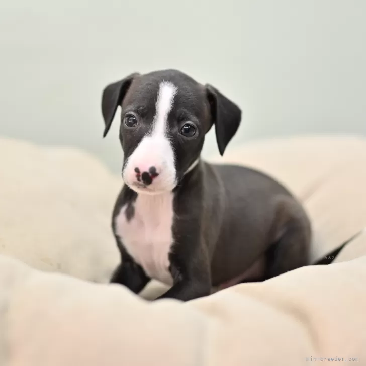 ID:2412-03618の子犬