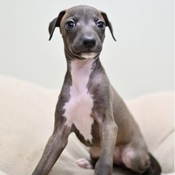 イタリアングレーハウンド【大阪府・女の子・2025年10月2日・シール&ホワイトマーキング】の写真「長女ちゃん」