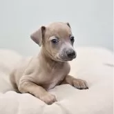 イタリアングレーハウンド