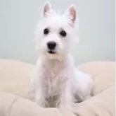 ウエストハイランドホワイトテリア