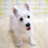 ウエストハイランドホワイトテリア